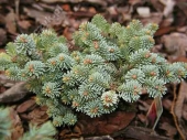 Abies procera 'Blaue Hexe' 